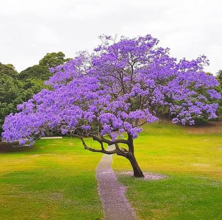 Jacaranda Tree Plants — Ornamental Tree sapling available at Agro Nursery Garden
